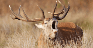 Green Debt Hits Record Amid Policy Headwinds