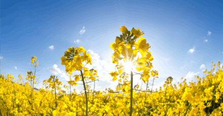 Update: BP, Corteva Launch Biofuel Feedstock JV