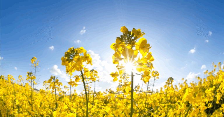 BP and Corteva launch new JV, cultivating the future of biofuel feedstock.